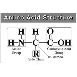 氨基酸和衍生品